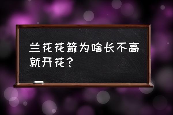 寒兰花剑长不高怎么了 兰花花箭为啥长不高就开花？