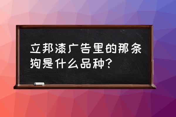 代言油漆的狗啥品种 立邦漆广告里的那条狗是什么品种？