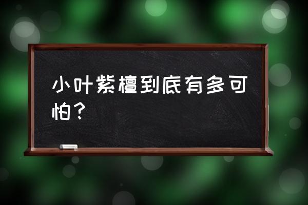 戴小叶紫檀为什么会过敏 小叶紫檀到底有多可怕？