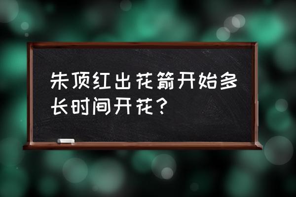 朱顶红长出花剑后多长时间开花 朱顶红出花箭开始多长时间开花？