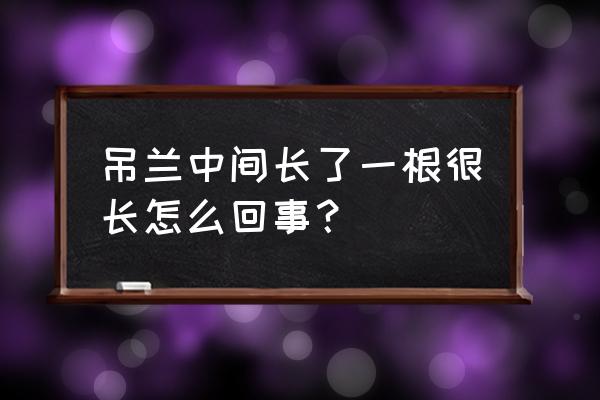 吊兰花剑太肯长了怎么办 吊兰中间长了一根很长怎么回事？