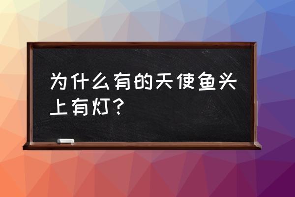 头上有个灯泡的鱼叫什么 为什么有的天使鱼头上有灯？