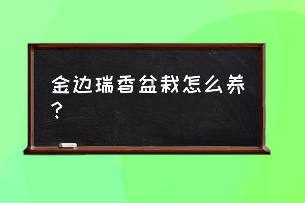 金边瑞香用什么花盆养最好 金边瑞香盆栽怎么养？