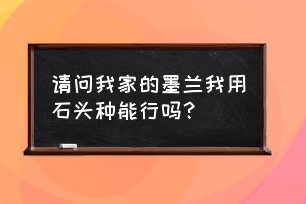 南方养墨兰什么植料好 请问我家的墨兰我用石头种能行吗？