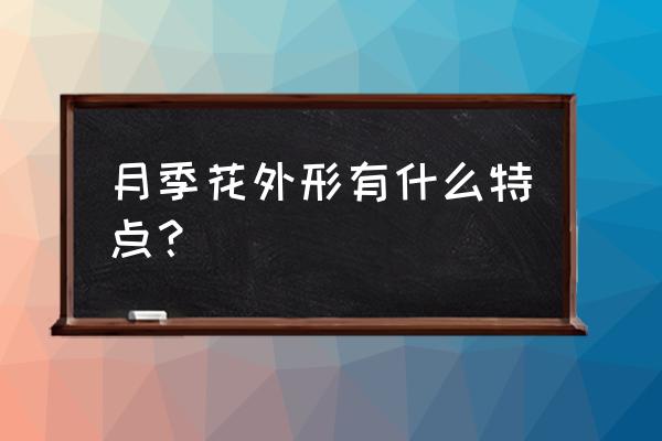 月季花的特征和它代表着什么 月季花外形有什么特点？