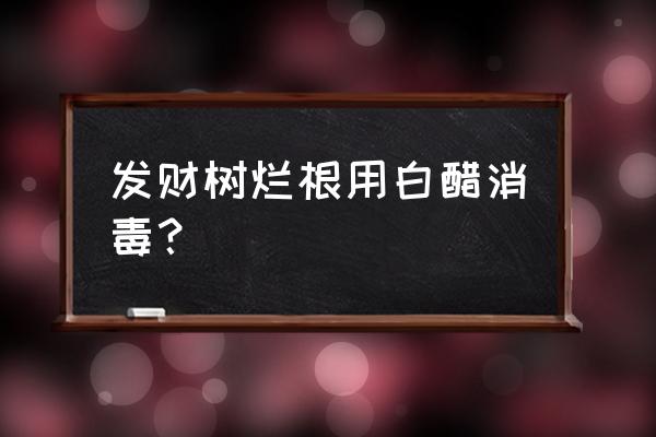 发财树烂根的处理方法 发财树烂根用白醋消毒？