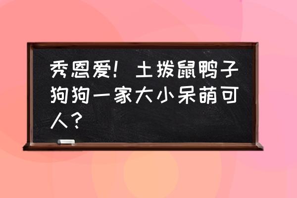 游泳池里游的小鸭子 秀恩爱！土拨鼠鸭子狗狗一家大小呆萌可人？