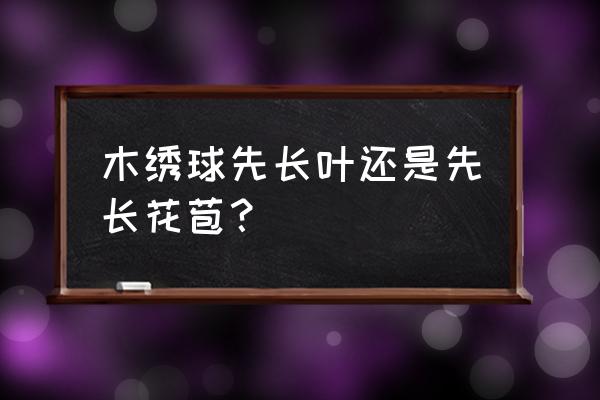 怎样能让绣球又长叶又开花 木绣球先长叶还是先长花苞？