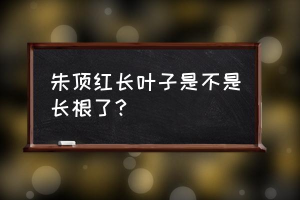 朱顶红长叶子是不是就长根了 朱顶红长叶子是不是长根了？