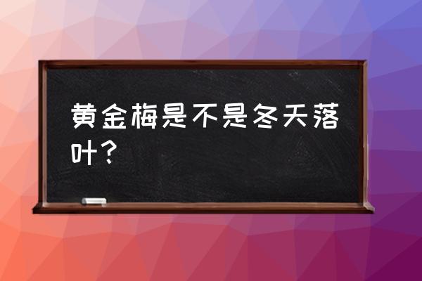 黄金梅怎么疯长能修剪吗 黄金梅是不是冬天落叶？