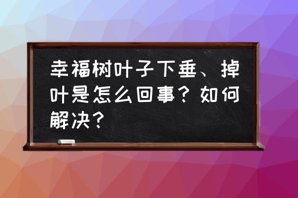 幸福树怎么管理才长得好啊 幸福树叶子下垂、掉叶是怎么回事？如何解决？