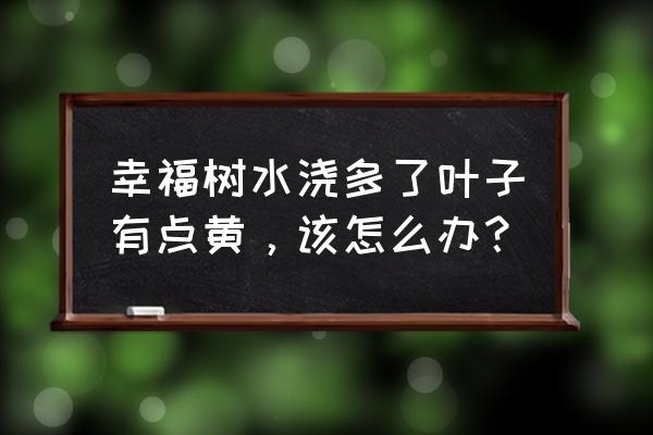 幸福树叶子卷曲不平整什么原因 幸福树水浇多了叶子有点黄，该怎么办？