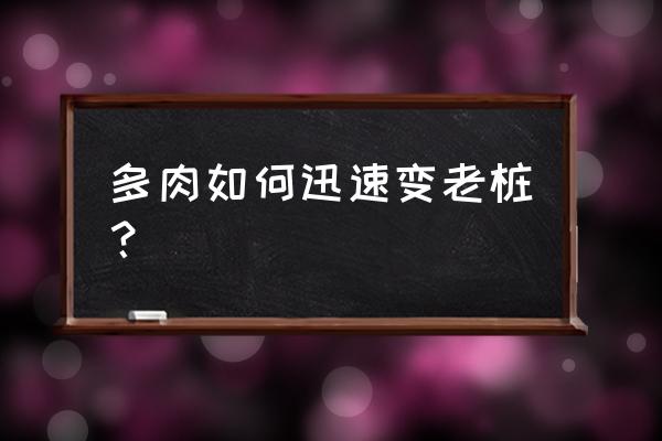 怎么让多肉长得快一些 多肉如何迅速变老桩？