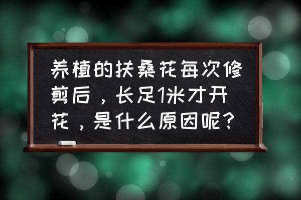 扶桑花怎么养才能更旺盛 养植的扶桑花每次修剪后，长足1米才开花，是什么原因呢？