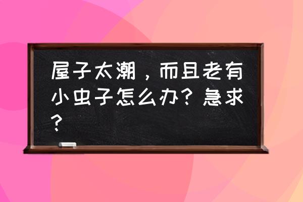 潮湿虫子图片及灭虫方法 屋子太潮，而且老有小虫子怎么办？急求？