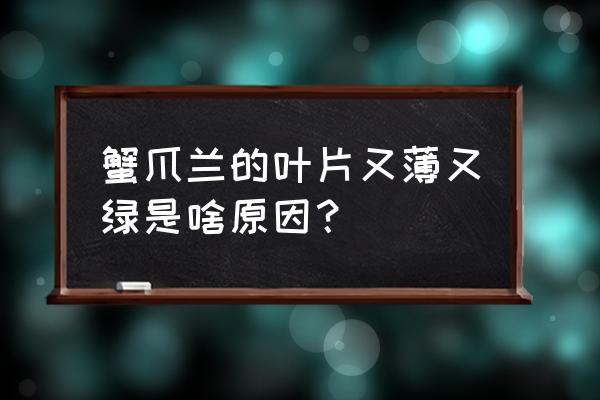 怎样使蟹爪兰的叶子又厚又绿 蟹爪兰的叶片又薄又绿是啥原因？