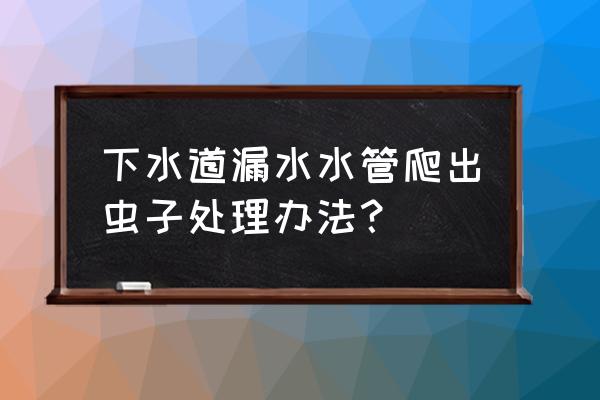 如何除去下水道臭味和小飞虫 下水道漏水水管爬出虫子处理办法？