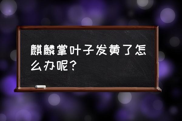 冬天麒麟掌的叶子枯黄是咋回事 麒麟掌叶子发黄了怎么办呢？