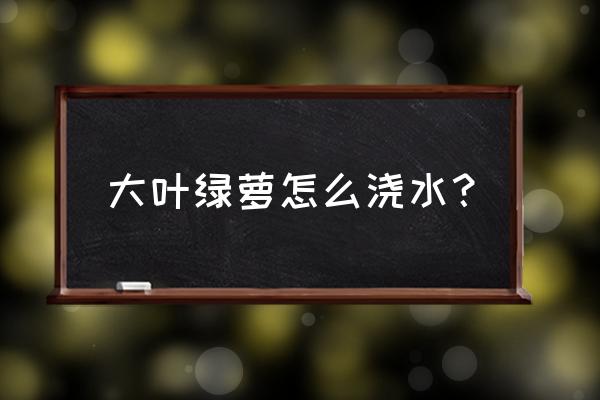 大叶绿萝柱怎么养才能更旺盛 大叶绿萝怎么浇水？