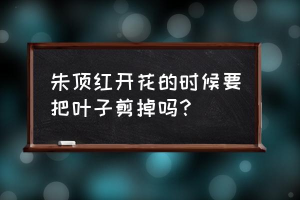 朱顶红剪叶子以后怎么能快速开花 朱顶红开花的时候要把叶子剪掉吗？