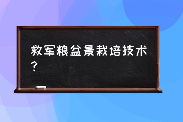 火棘果的叶子有什么功效 救军粮盆景栽培技术？