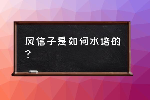 风信子球茎怎么栽培 风信子是如何水培的？