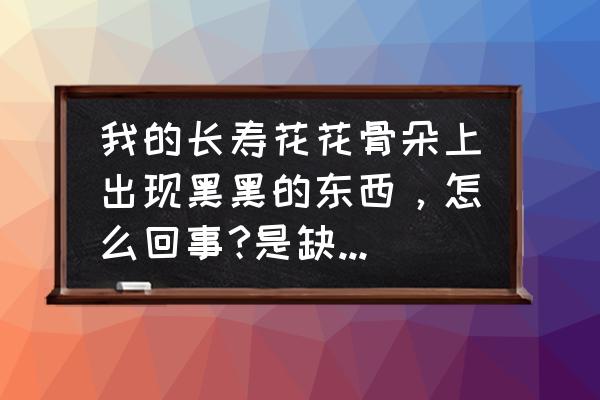 长寿花刚出花苞黑死剪掉还能开吗 我的长寿花花骨朵上出现黑黑的东西，怎么回事?是缺阳光还是缺水？