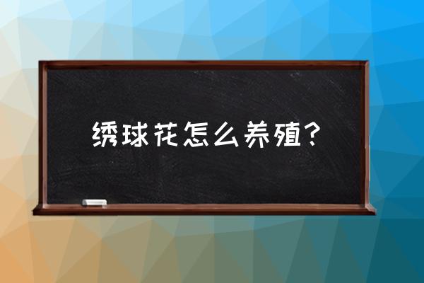 绣球花什么时间种植最好 绣球花怎么养殖？