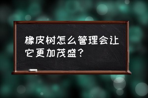 橡皮树怎么养才旺盛 橡皮树怎么管理会让它更加茂盛？