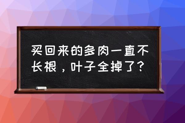 多肉中间叶子一碰就掉怎么办 买回来的多肉一直不长根，叶子全掉了？