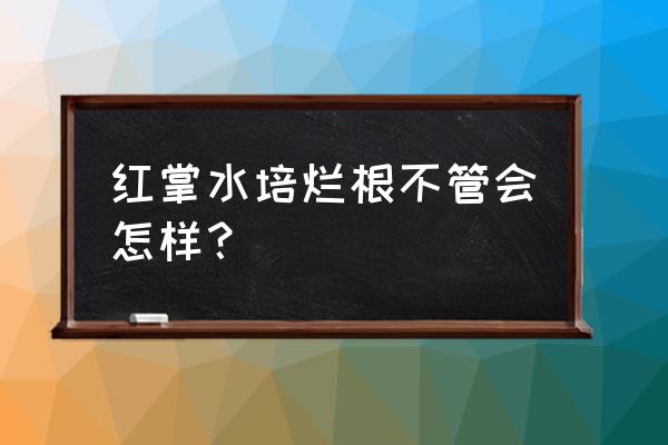 水培红掌根已经烂根怎么办 红掌水培烂根不管会怎样？