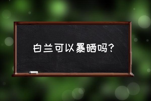 白兰花盆栽的养殖方法和注意事项 白兰可以暴晒吗？