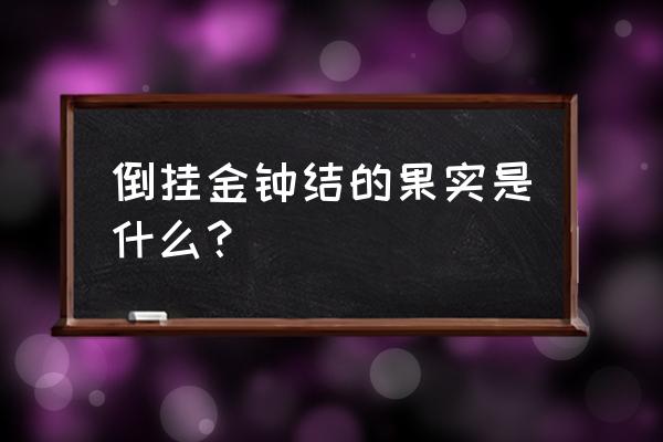 倒挂金钟的花为什么是倒过来的 倒挂金钟结的果实是什么？