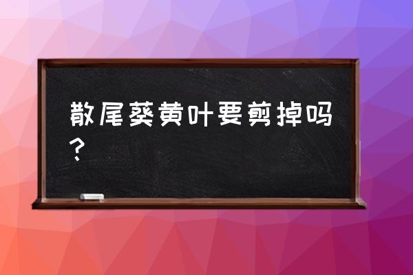 散尾葵叶子发黄怎么处理最有效 散尾葵黄叶要剪掉吗？