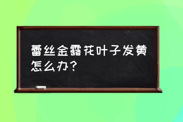 蕾丝金露花适合湖南养吗 蕾丝金露花叶子发黄怎么办？