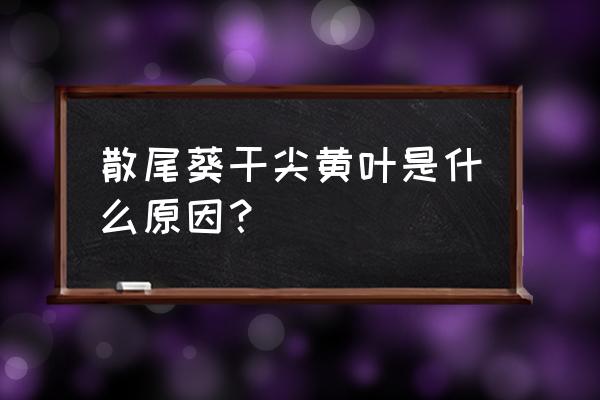 散尾葵黄叶怎么补救最佳方法 散尾葵干尖黄叶是什么原因？