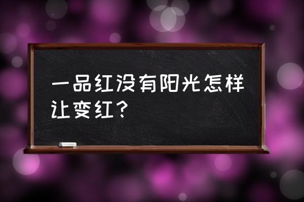 一品红叶子发黄原因 一品红没有阳光怎样让变红？