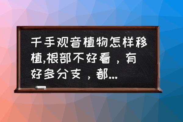 水培千手观音生根最快方法 千手观音植物怎样移植,根部不好看，有好多分支，都长在一个根上，可不可以分开在种啊，分开会不会死掉啊？