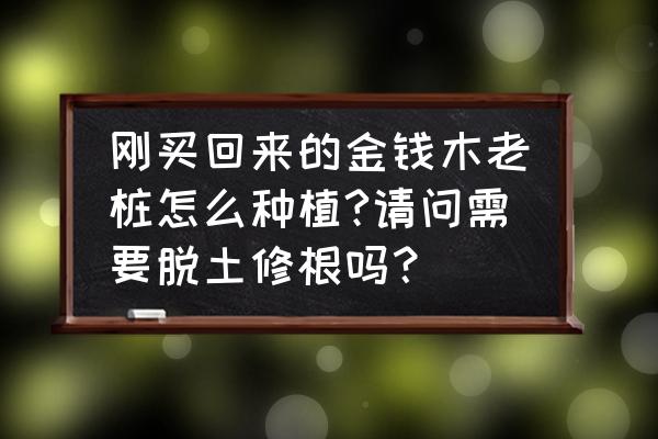 刚刚买回来的多肉怎样养 刚买回来的金钱木老桩怎么种植?请问需要脱土修根吗？