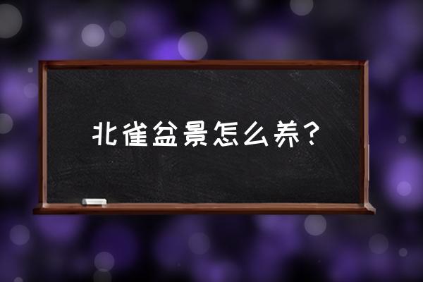 用废品能做什么样子的创意小盆栽 北雀盆景怎么养？