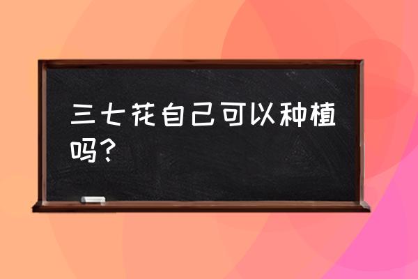 藤三七怎么盆栽种植 三七花自己可以种植吗？