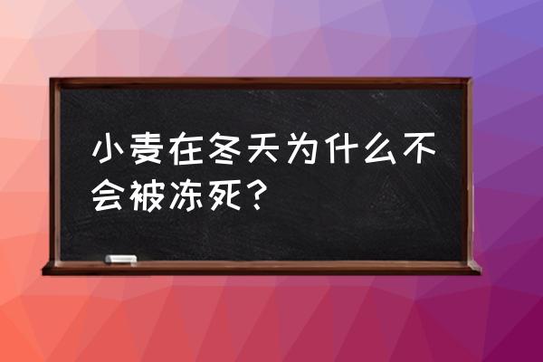 冬天养不死的植物排名 小麦在冬天为什么不会被冻死？