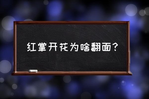 红掌如何养殖二次开花 红掌开花为啥翻面？