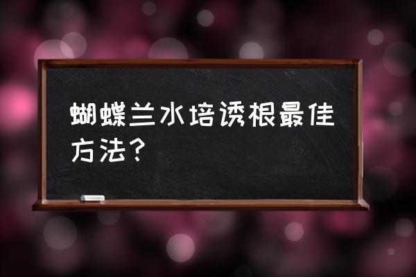 水培花卉如何生根 蝴蝶兰水培诱根最佳方法？