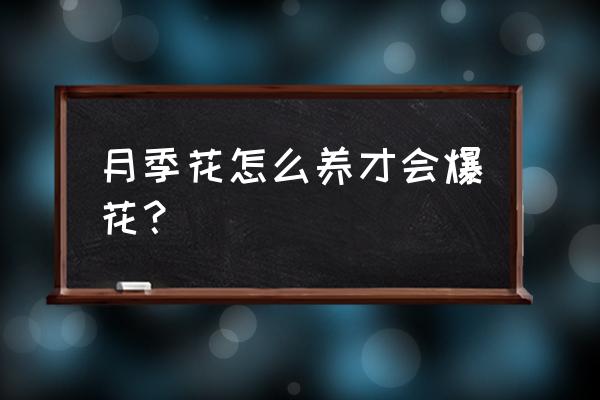 月季怎样养才能长得茂盛 月季花怎么养才会爆花？