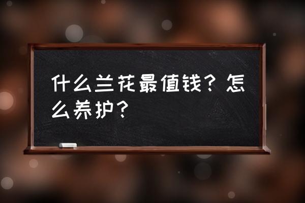 养什么兰花最赚钱 什么兰花最值钱？怎么养护？