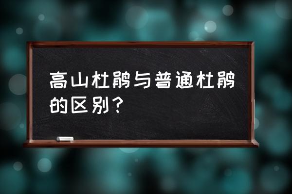 高山杜鹃可以室内养殖吗 高山杜鹃与普通杜鹃的区别？