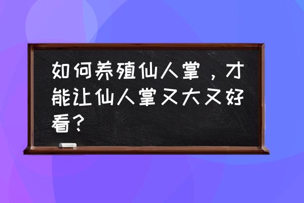 多肉植物要怎么养才漂亮 如何养殖仙人掌，才能让仙人掌又大又好看？