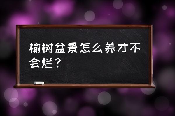 新买的榆树怎么养 榆树盆景怎么养才不会烂？