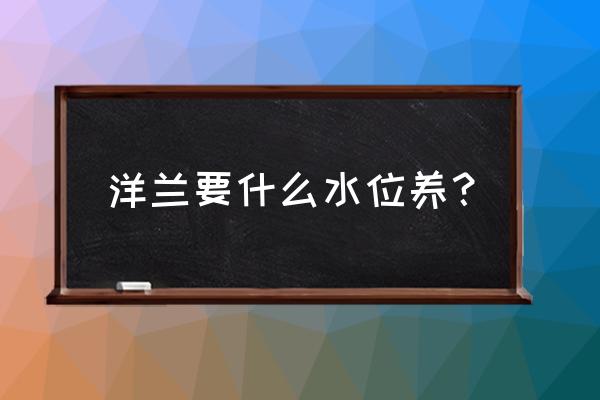 养洋兰的正确方法 洋兰要什么水位养？